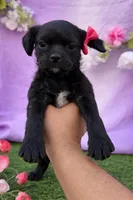 Bella, a female Pug and Poodle - Miniature  for sale in Moreno Valley, CA – Photo 1 of 6