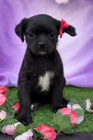 Bella, a female Pug and Poodle - Miniature  for sale in Moreno Valley, CA – Photo 3 of 6