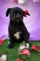 Bella, a female Pug and Poodle - Miniature  for sale in Moreno Valley, CA – Photo 2 of 6