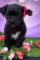 Bella, a female Pug and Poodle - Miniature  for sale in Moreno Valley, CA – Photo 5 of 6