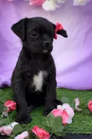 Bella, a female Pug and Poodle - Miniature  for sale in Moreno Valley, CA – Photo 4 of 6