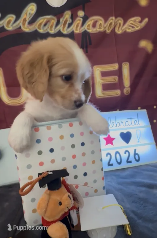 Bassetoddle girl 02  – Maltipoo, Basset Hound puppy for sale in Moreno Valley, CA