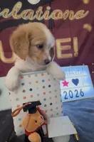 Bassetoddle girl 02 , a female Maltipoo and Basset Hound for sale in Moreno Valley, CA – 1 of 4