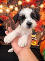 🐾 SHIH TZU × TOY POODLE — SHIH-POO PUPPIES 🐾, a male Shihpoo for sale in Moreno Valley, CA – 2 of 3