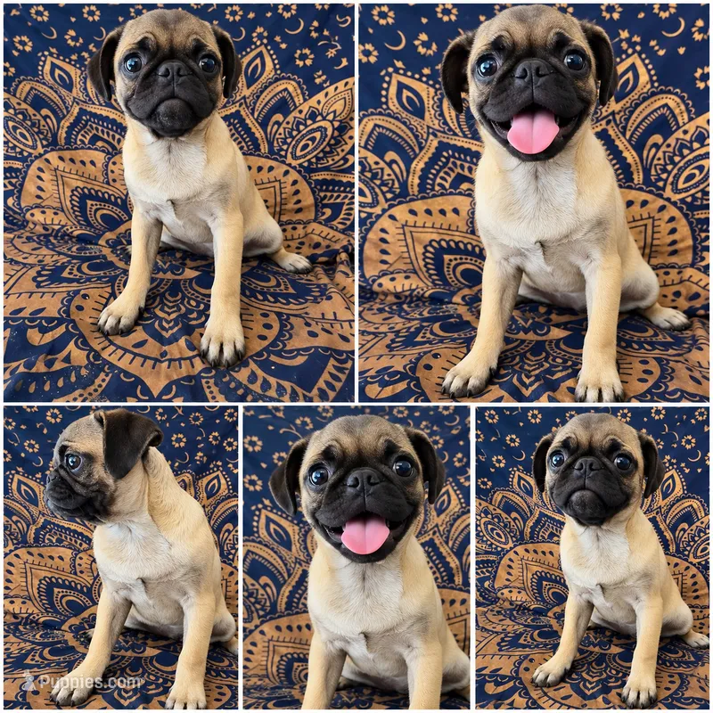 Puggy Lovebug – Pug puppy for sale in Moreno Valley, CA