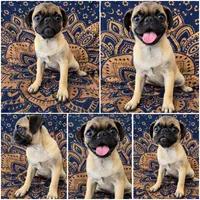 Puggy Lovebug, a female Pug for sale in Moreno Valley, CA – 1 of 1