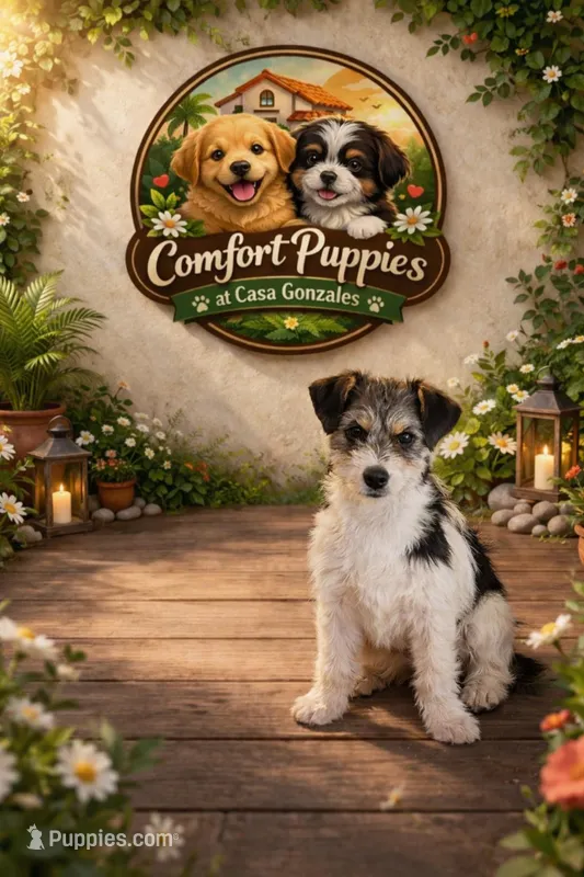 Mochi – Jack Russell Terrier, Chihuahua puppy for sale in Moreno Valley, CA