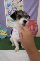 Mochi, a female Jack Russell Terrier and Chihuahua for sale in Moreno Valley, CA – Photo 3 of 4