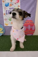 Mochi, a female Jack Russell Terrier and Chihuahua for sale in Moreno Valley, CA – Photo 2 of 4