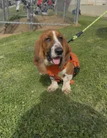 Basset Hound boy Lowrider, a male Basset Hound for sale in Moreno Valley, CA – Photo 2 of 4