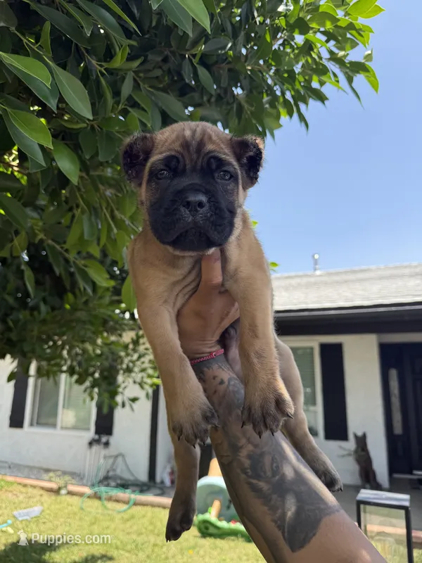 Cane corso puppy boy 002 – Cane Corso puppy for sale in Moreno Valley, CA