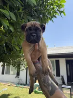 Cane corso puppy boy 002, a male Cane Corso for sale in Moreno Valley, CA – 1 of 4