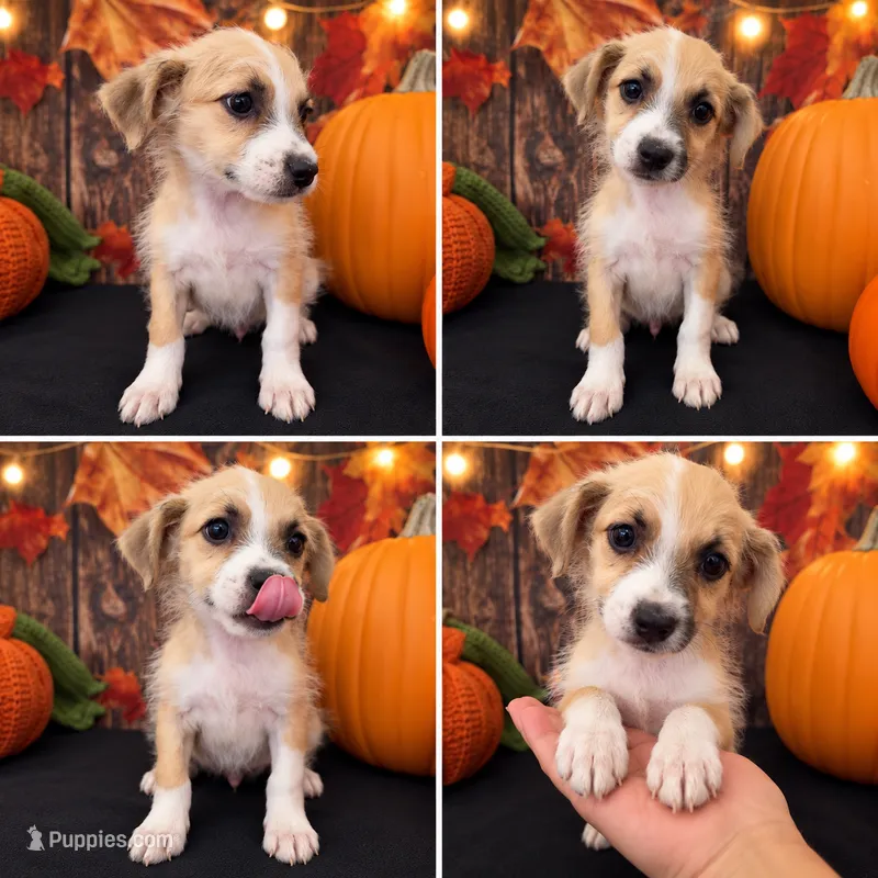 BOY MILO – EST. UNDER 10 LBS!  – Miniature Schnauzer, Poodle - Toy  puppy for sale in Moreno Valley, CA
