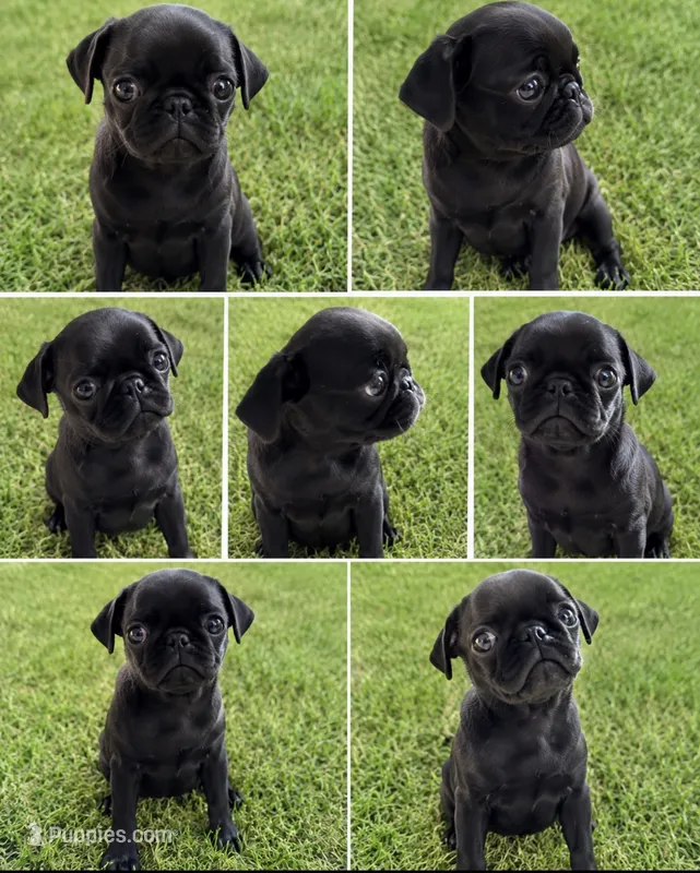 Pug princess  – Pug puppy for sale in Moreno Valley, CA
