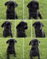 Pug princess , a female Pug for sale in Moreno Valley, CA – 1 of 2