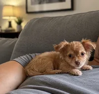 Pomchi boy , a male Pomchi for sale in Moreno Valley, CA – 1 of 1