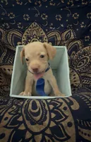     One-of-a-Kind Frenchie Weenie Puppy Boy, a male French Bulldog and Miniature Dachshund for sale in Moreno Valley, CA – 5 of 9