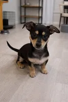 Max, a male Chiweenie for sale in Moreno Valley, CA – Photo 1 of 2