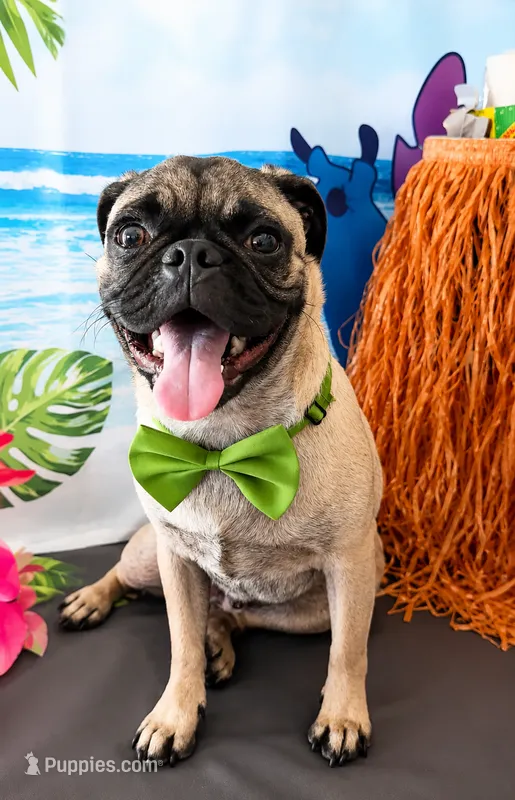 Pug 7months potty trained  – Pug puppy for sale in Moreno Valley, CA