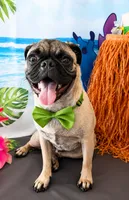 Pug 7months potty trained , a male Pug for sale in Moreno Valley, CA – 1 of 4