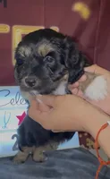 Bassetoddle boy 06 , a male Maltipoo and Basset Hound for sale in Moreno Valley, CA – 5 of 6