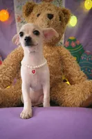 Olivia , a female Dachshund and Chihuahua for sale in Moreno Valley, CA – Photo 4 of 4