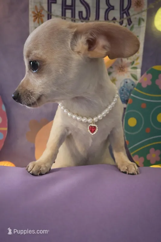 Olivia  – Dachshund, Chihuahua puppy for sale in Moreno Valley, CA