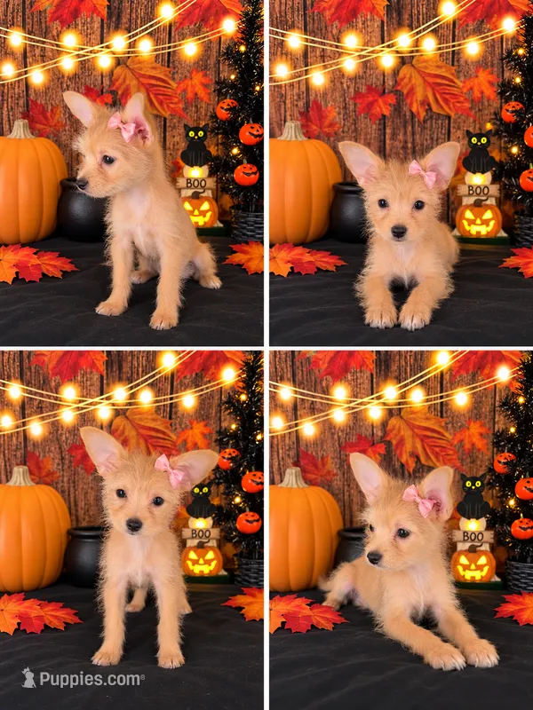 Chorkie girl 01 – Chihuahua, Yorkshire Terrier puppy for sale in Moreno Valley, CA