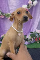 Luna , a female Chihuahua and Miniature Dachshund for sale in Moreno Valley, CA – Photo 2 of 3