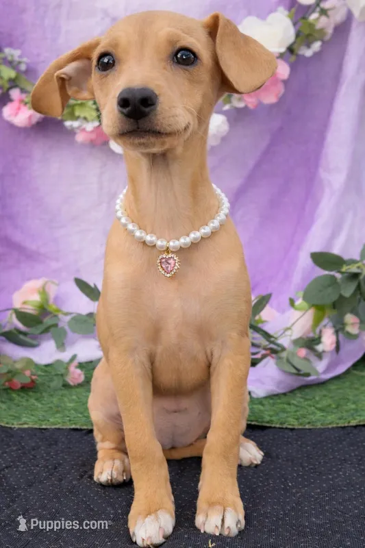 Luna  – Chihuahua, Miniature Dachshund puppy for sale in Moreno Valley, CA