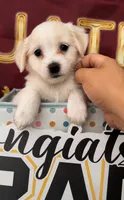 Mini golden retriever , a female Golden Retriever and Pomeranian for sale in Moreno Valley, CA – 2 of 4