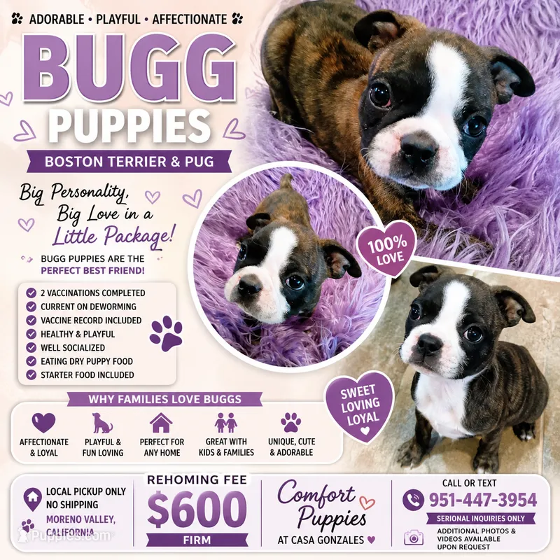 Boston terrier pug  – Boston Terrier, Pug puppy for sale in Moreno Valley, CA