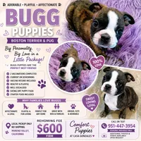 Boston terrier pug , a female Boston Terrier and Pug for sale in Moreno Valley, CA – 1 of 1