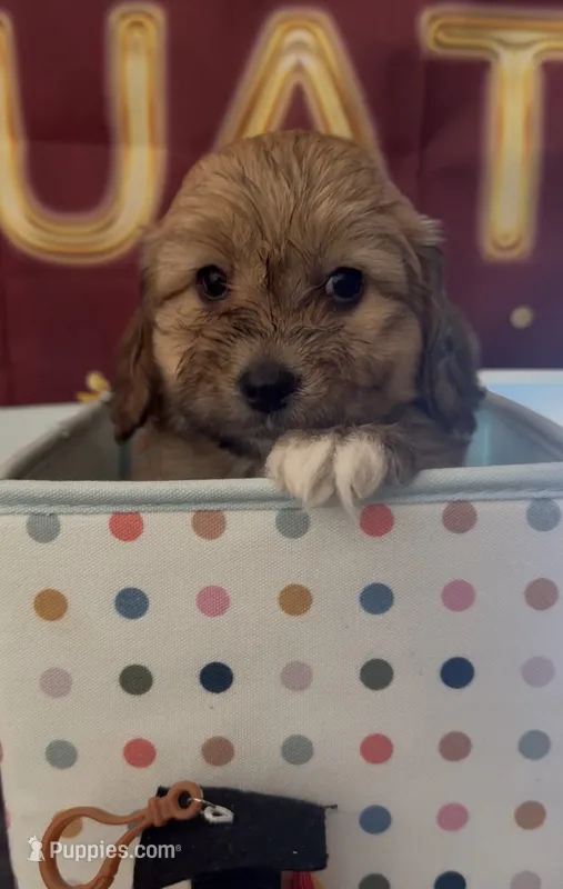 Puppy girl 04  – Maltipoo, Basset Hound puppy for sale in Moreno Valley, CA