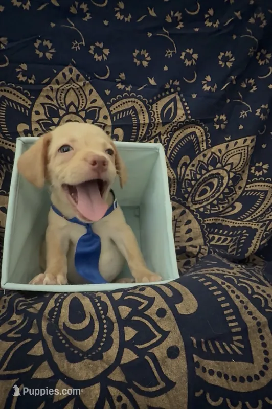   One-of-a-Kind Frenchie Weenie Puppy Boy – French Bulldog, Miniature Dachshund puppy for sale in Moreno Valley, CA