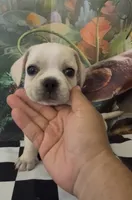 Low rider fenchy pug male 06, a male French Bulldog and Pug for sale in Moreno Valley, CA – 3 of 3