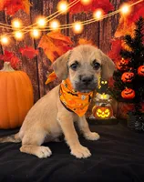 Pugpoo boy , a male Pugapoo for sale in Moreno Valley, CA – 2 of 2