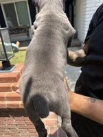 ICCF Registered Cane Corso Male #2, a male Cane Corso for sale in Moreno Valley, CA – 3 of 5