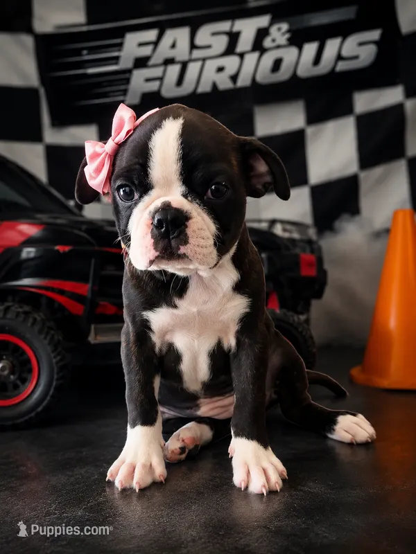  Female Bugg (Boston Terrier Pug) – 2 Vaccines! – Boston Terrier, Pug puppy for sale in Moreno Valley, CA