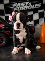  Female Bugg (Boston Terrier Pug) – 2 Vaccines!, a female Boston Terrier and Pug for sale in Moreno Valley, CA – 1 of 2