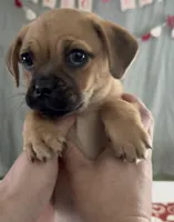 Pom-pug girl , a female Pomeranian and Pug for sale in Moreno Valley, CA – Photo 3 of 5