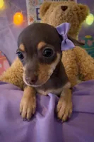Lumi, a female Chihuahua and Miniature Dachshund for sale in Moreno Valley, CA – Photo 3 of 3