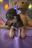 Lumi, a female Chihuahua and Miniature Dachshund for sale in Moreno Valley, CA – Photo 2 of 3