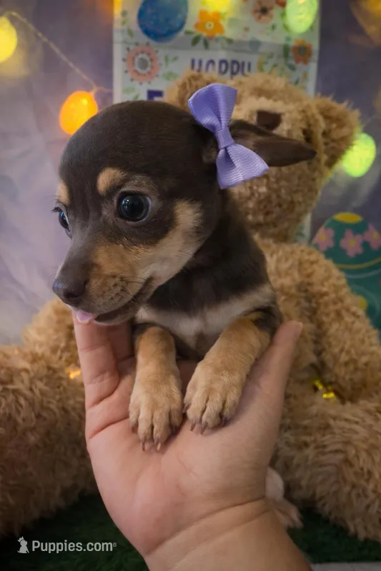 Lumi – Chihuahua, Miniature Dachshund puppy for sale in Moreno Valley, CA
