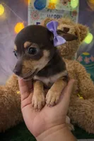 Lumi, a female Chihuahua and Miniature Dachshund for sale in Moreno Valley, CA – Photo 1 of 3