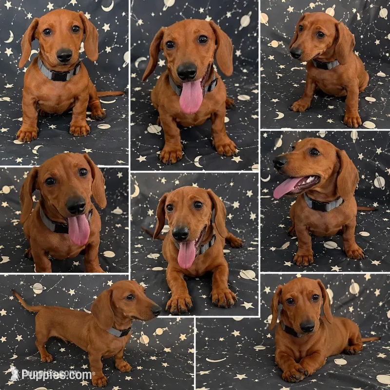  Beautiful Red Mini Dachshund – Fully Vaccinated – Miniature Dachshund puppy for sale in Moreno Valley, CA