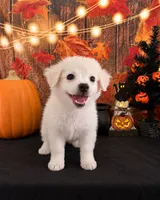 ADORABLE SNOW-WHITE HAVACHI BOY — HAVANESE × CHIHUAHUA!, a male Havanese and Maltese for sale in Moreno Valley, CA – 2 of 3