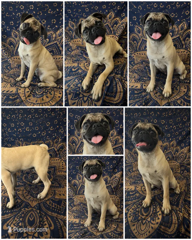  Pretty Little Pug Princess – Pug puppy for sale in Moreno Valley, CA