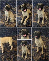  Pretty Little Pug Princess, a female Pug for sale in Moreno Valley, CA – 1 of 1