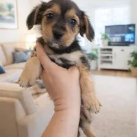 Shorkie girl 03, a female Shih Tzu and Yorkshire Terrier for sale in Moreno Valley, CA – Photo 2 of 3